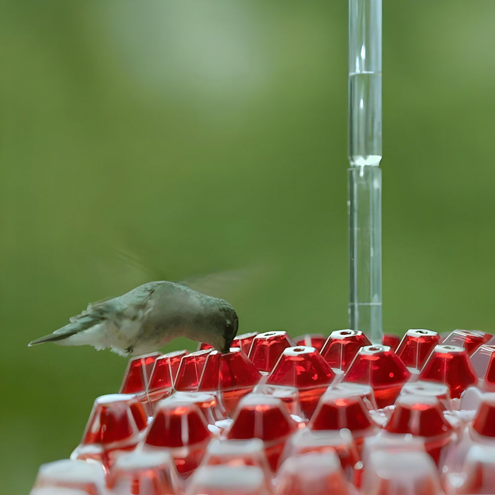Hummingbird Feeder Nectar Hanging Garden