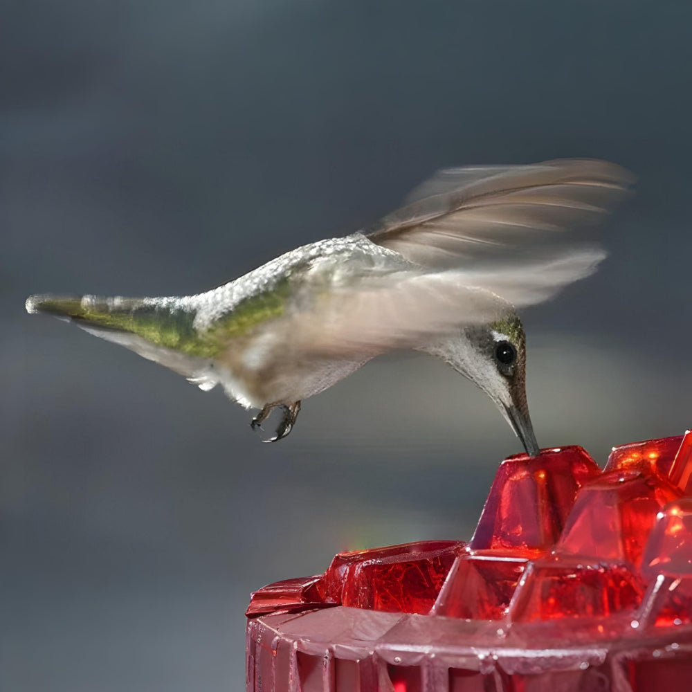 Hummingbird Feeder Nectar Hanging Garden